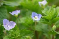 Veronica persica