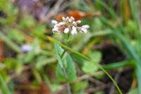 Draba verna