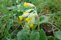Primula veris