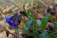 Pulmonaria longifolia