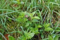 Mercurialis perennis