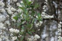 Lonicera xylosteum