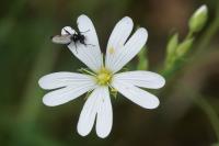 Rabelera holostea
