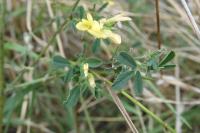 Medicago sativa nothosubsp. media