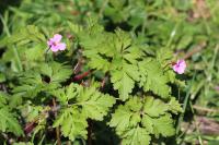 Geranium robertianum