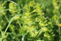 Cruciata laevipes