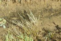 Glyceria fluitans