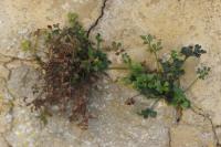 Asplenium ruta-muraria