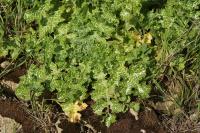 Silybum marianum