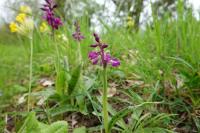 Orchis mascula