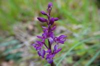 Orchis mascula