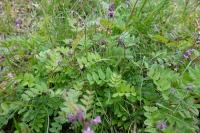 Vicia sepium