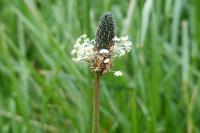 Plantago lanceolata