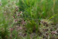 Poa bulbosa