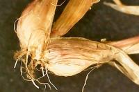 Poa bulbosa