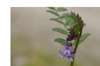Vicia sepium