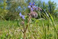 Borago officinalis