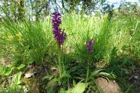 Orchis mascula