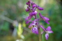 Orchis mascula