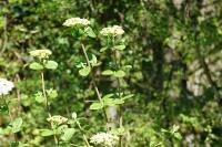 Viburnum lantana