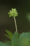 Adoxa moschatellina