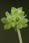 Adoxa moschatellina