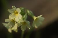 Primula elatior