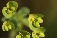 Euphorbia amygdaloides
