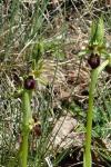 Ophrys aranifera