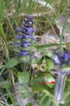 Ajuga reptans
