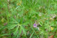 Geranium dissectum