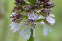 Orchis purpurea