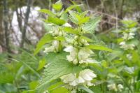 Lamium album