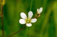 Saxifraga granulata