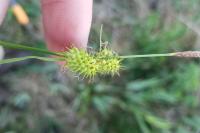 Carex lepidocarpa