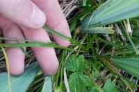 Carex lepidocarpa