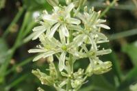 Loncomelos pyrenaicus