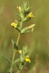 Bellardia viscosa
