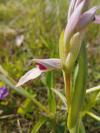 Serapias lingua