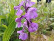 Anacamptis morio