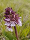 Orchis purpurea