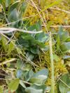Blackstonia perfoliata