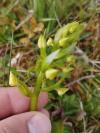 Dactylorhiza viridis