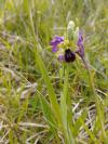 Ophrys aranifera