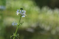 Hottonia palustris