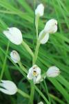 Cephalanthera longifolia