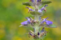 Ajuga genevensis