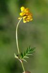 Hippocrepis comosa