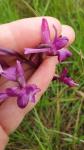Anacamptis laxiflora