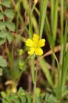 Oxalis fontana/dillenii/corniculata